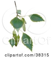Poster, Art Print Of Birch Branch With Leaves And Catkins