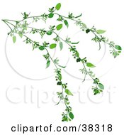 Clipart Illustration Of A Lush Green Creeper Plant