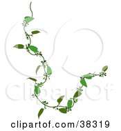 Clipart Illustration Of A Curly Green Creeper Plant