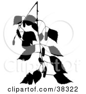 Poster, Art Print Of Black Silhouetted Branch Of A Birch Tree