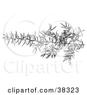 Poster, Art Print Of Black Branch With Delicate Leaves