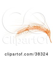 Clipart Illustration Of A Wheat Stalk Bent Over