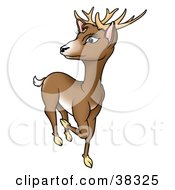 Brown Buck Deer Prancing And Looking Back