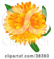 Blooming Pot Marigold Or Scotch Marigold Calendula Officinalis Flower