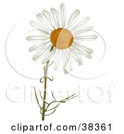 Poster, Art Print Of White Camomile Flower
