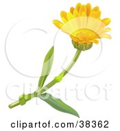 Clipart Illustration Of A Yellow Pot Marigold Or Scotch Marigold Calendula Officinalis Flower by dero