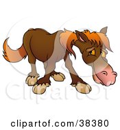 Poster, Art Print Of Shy Brown Horse With Orange Hair
