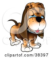 Clipart Illustration Of A Grumpy Hound Dog With Blue Eyes