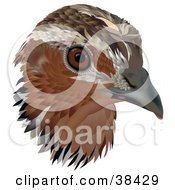 Poster, Art Print Of Common Quail Coturnix Coturnix Bird Head