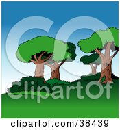 Poster, Art Print Of Nature Background Of Mature Trees And Bushes Over Lawn On A Hill