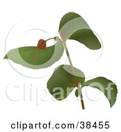 Clipart Illustration Of A Branch Of A Eucalyptus Plant