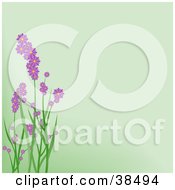 Clipart Illustration Of Purple Spring Flowers On Green Stalks Over A Pale Green Background by dero