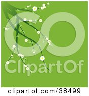 Poster, Art Print Of Green Plant With White Spring Flowers Suspended Over A Green Background