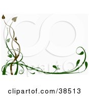 White Background Bordered With Brown And Green Organic Vines
