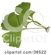 Clipart Illustration Of Green Ginkgo Biloba Leaves by dero #COLLC38522-0053