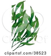 Clipart Illustration Of Long Green Leaves