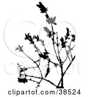 Clipart Illustration Of A Nearly Bare Plant Silhouette