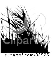 Poster, Art Print Of Black Silhouetted Grasses