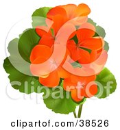 Poster, Art Print Of Orange Geranium Or Storksbill Pelargonium Flowers With Green Leaves