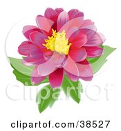 Poster, Art Print Of Blooming Pink Flower With A Yellow Center
