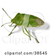 Clipart Illustration Of A Green Stink Bug Acrosternum Hilare