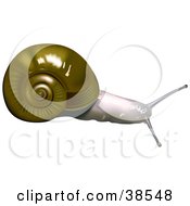 Clipart Illustration Of A Robust Lancetooth Snail Haplotrema Vancouverense by dero