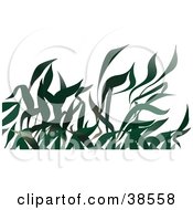 Poster, Art Print Of Long Leaved Green Grasses