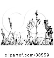 Poster, Art Print Of Black Silhouetted Weeds