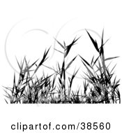 Poster, Art Print Of Black Silhouetted Grass Weeds