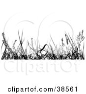 Poster, Art Print Of Tall Weeds Silhouetted In Black