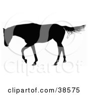 Poster, Art Print Of Horse Walking And Silhouetted In Black