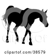 Poster, Art Print Of Black Silhouette Of A Walking Horse