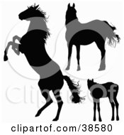Clipart Illustration Of Silhouetted Horses Rearing And Standing