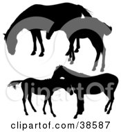 Poster, Art Print Of Silhouetted Horses And Their Foals
