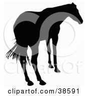 Clipart Illustration Of A Rear View Of A Horse Silhouetted In Black