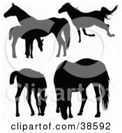 Poster, Art Print Of Silhouetted Horses And Foals Running Standing And Grazing