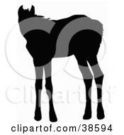 Poster, Art Print Of Black Silhouette Of A Standing Foal