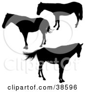 Poster, Art Print Of Three Silhouetted Horses