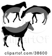 Poster, Art Print Of Silhouetted Horses Walking And Grazing
