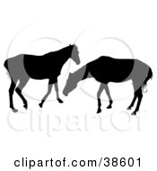 Poster, Art Print Of Two Silhouetted Horses Playing