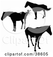 Poster, Art Print Of Three Standing Silhouetted Horses