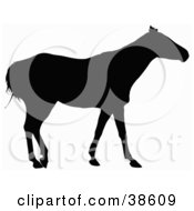 Poster, Art Print Of Side View Of A Horse Silhouetted In Black