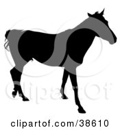 Clipart Illustration Of A Walking Horse Silhouetted In Black by dero