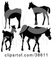 Poster, Art Print Of Silhouetted Horses Gazing Standing Running And Walking