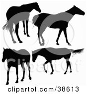 Poster, Art Print Of Four Silhouetted Horses Standing And Walking
