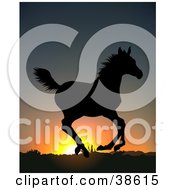 Poster, Art Print Of Wild Running Horse Silhouetted Against An Orange Sunrise