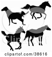 Poster, Art Print Of Silhouetted Horses Running And Trotting