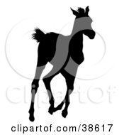 Poster, Art Print Of Black Silhouette Of A Running Foal
