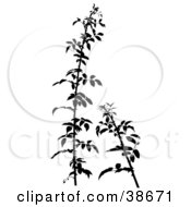 Clipart Illustration Of Two Shrub Branch Silhouettes