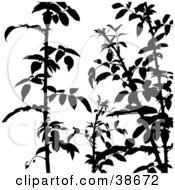 Clipart Illustration Of Silhouetted Shrub Branches